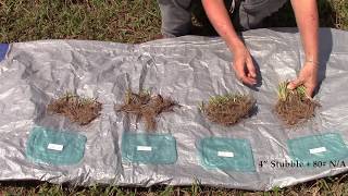 Part 2 Improving Mature Bahiagrass Quality with Grazing Management [upl. by Drida963]