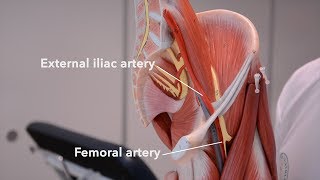 Arteries of the lower limb [upl. by Lizbeth]