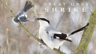 Great grey SHRIKE  butcher bird [upl. by Giark765]