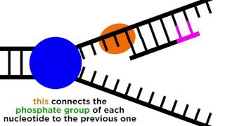 DNA Replication Copying the Molecule of Life [upl. by Enovad]