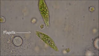 Euglena  The Flagellate [upl. by Kinchen]