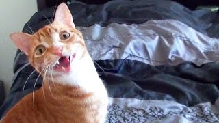 Funny Cats and Kittens Meowing Compilation [upl. by Kcirdorb479]