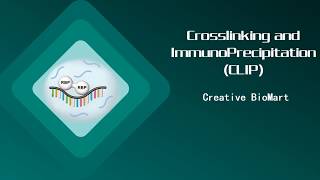 Crosslinking and ImmunoPrecipitation CLIP [upl. by Aivitnahs]