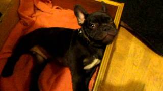 Frog Frenchie Fun French Bulldog Puppy Argues Bedtime [upl. by Nnaeirual]