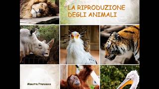 La riproduzione degli animali [upl. by Bishop]