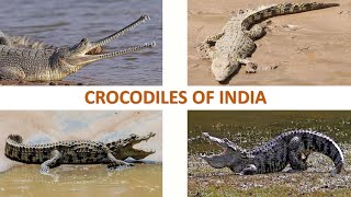 Crocodiles of India 🐊 🇮🇳  Reptiles  Indian Reptiles [upl. by Enasus]