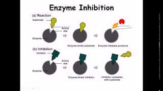 4 Enzymes [upl. by Haodnanehs828]