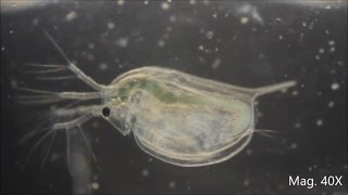 Daphnia magna under the Microscope [upl. by Barboza]