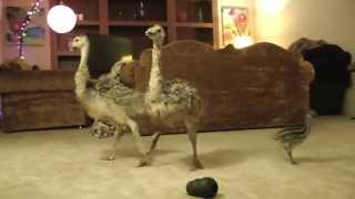 Baby Ostrich dance party [upl. by Annaehr689]