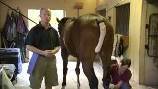 Equine Joint Injections [upl. by Arracot]