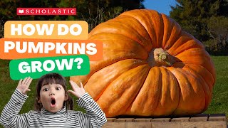 A Pumpkin 🎃 Grows  STEM for Kids [upl. by Andrel84]