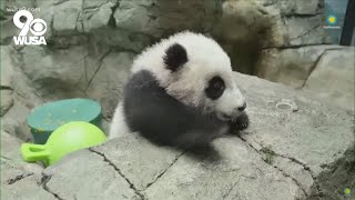 National Zoos baby panda goes live for first virtual meet and greet [upl. by Moorefield]