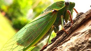 Cicada Life amp Death 2 Whole Cicada Season Part 1 EDUCATIONAL VIDEO [upl. by Ahtanamas]