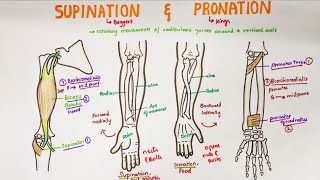 What Is A Subluxation amp How Chiropractors Can Help [upl. by Eerb231]