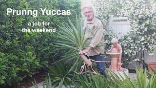 Yucca Pruning Weekend Job [upl. by Ellehsem]