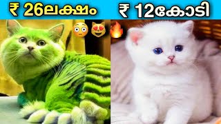 ലോകത്തിലെ ഏറ്റവും വിലപിടിപ്പുള്ള പൂച്ചകൾ  EXPENSIVE CATS  Malayalam [upl. by Alexa728]