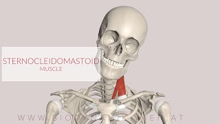 Sternocleidomastoid Muscle 3D Animation [upl. by Carlisle678]