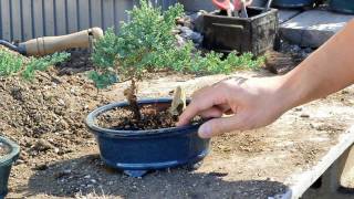 Bonsai Basics  Watering your Bonsai Tree [upl. by Nylanaj]