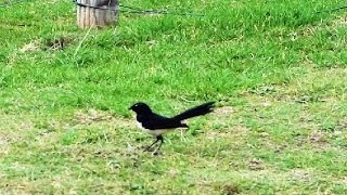 Willy Wagtail  Australian Bird  Short Documentary [upl. by Simons]