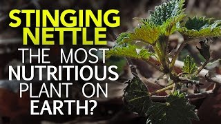 Stinging Nettle — The Most Nutritious Plant On Earth [upl. by Yessac800]