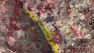 Rock Lichen [upl. by Blythe]