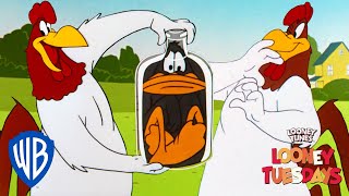 Looney Tuesdays  Iconic Characters Foghorn Leghorn  Looney Tunes  WB Kids [upl. by Watkin]