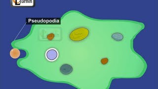 Feeding and Digestion in Amoeba  Elementary Science [upl. by Celia]