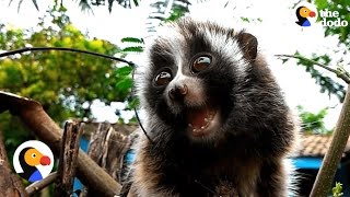 Slow Lorises Cry After Stolen from the Wild From Forest To Be Pets  The Dodo [upl. by Legge]