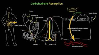 Carbohydrate Glucose Absorption [upl. by Julietta]