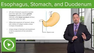 Foregut Development Esophagus amp Stomach – Embryology  Lecturio [upl. by Freya]