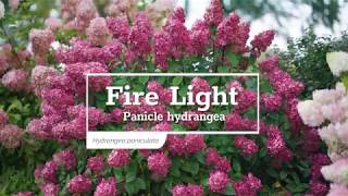 30 Seconds with Fire Light® Panicle Hydrangea [upl. by Rani]