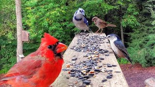 Simple Platform Bird Feeder Works Wonders [upl. by Wyler834]