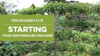 Starting Your Own Espalier orchard [upl. by Edualc]