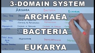 Archaea  Bacteria  Eukarya [upl. by Shelman]