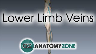 Lower Limb Veins Overview  3D Anatomy Tutorial [upl. by Enyawed]