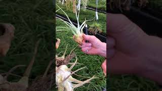 How to Separate an Air Plant Clump [upl. by Lehsar355]