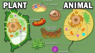 PLANT VS ANIMAL CELLS [upl. by Weidar]