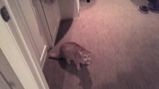 Friends Cat Meows Aggressively then Attacks [upl. by Phipps]