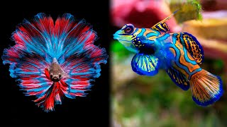 The Most BEAUTIFUL FISHES In The World 🐠 [upl. by Yarb]