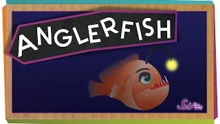 All About Anglerfish [upl. by Ramsa]