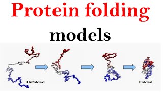 Protein folding models [upl. by Neilson]