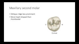 Dental Anatomy Permanent Molars [upl. by Airehtfele]