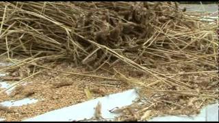 Threshing Wheat with a Flail 2010 [upl. by Reave]