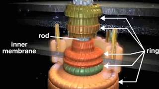 bacterial flagellum [upl. by Francoise740]