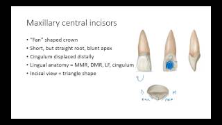 Dental Anatomy Permanent Anterior Teeth [upl. by Faruq]