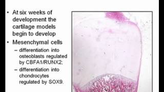 Embryology Limb Development [upl. by Tyrrell]