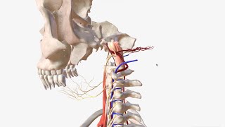 Vertebral Artery  Anatomy Branches amp Relations [upl. by Noyes]