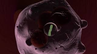 Neutrophil Animation [upl. by Ellecram]