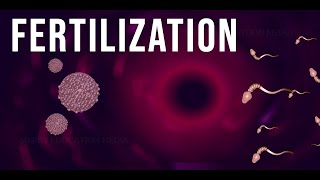 WHAT IS FERTILIZATION [upl. by Negris]