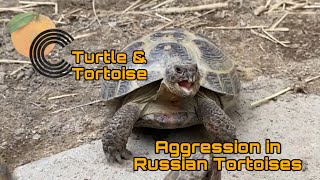 Aggression in Russian Tortoises [upl. by Huttan522]